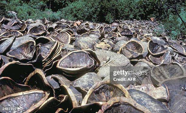 Dry Shell 74 Dry Land Turtles Stock Photos, High-Res Pictures, and Images - Getty ...