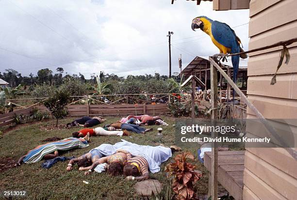 Parrot, one of the only survivors of Jonestown, looks down at dead bodies at the compound of the People's Temple cult November 18, 1978 in Jonestown,...