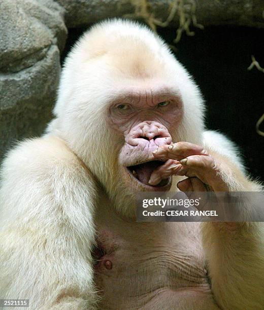 Photo dated 14 September 2003 shows 40-year-old Copo de Nieve , the only albino gorilla in the Barcelona zoo, Spain. Zoo specialists said that the...