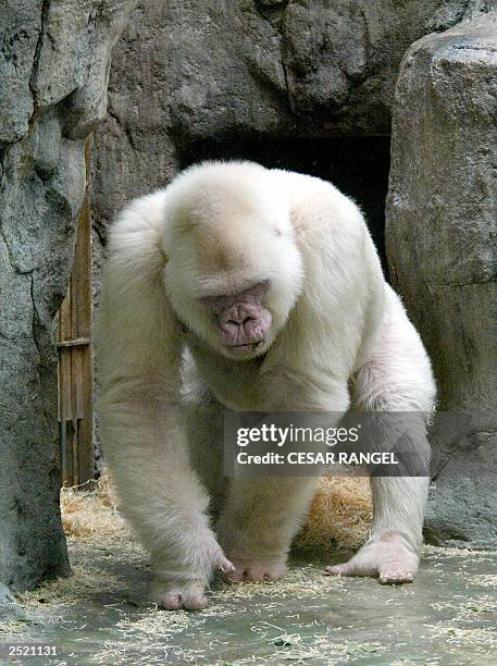 Photo dated 14 September 2003 shows 40-year-old Copo de Nieve , the only albino gorilla in the Barcelona zoo, Spain. Zoo specialists said that the...