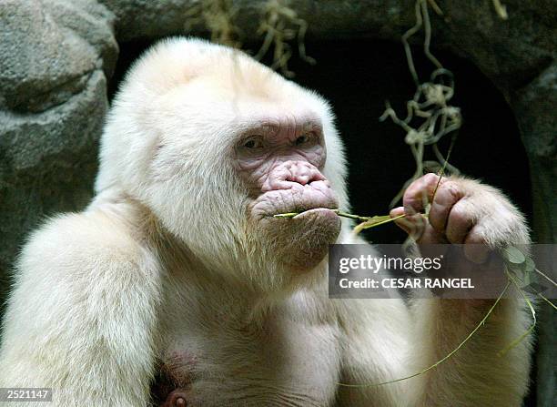 Photo dated 14 September 2003 shows 40-year-old Copo de Nieve , the only albino gorilla in the Barcelona zoo, Spain. Zoo specialists said that the...