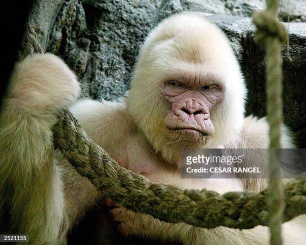 Photo dated 14 September 2003 shows 40-year-old Copo de Nieve , the only albino gorilla in the Barcelona zoo, Spain. Zoo specialists said that the...