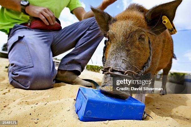 Geva Zin, a 26-year-old Israeli mine clearing expert, trains Soda, a year-old mini-pig to locate buried anti-personnel mines September 30, 2003 in...