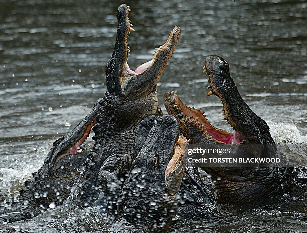 Aligator Rbc American alligators compete for prime position during a feeding... News ...