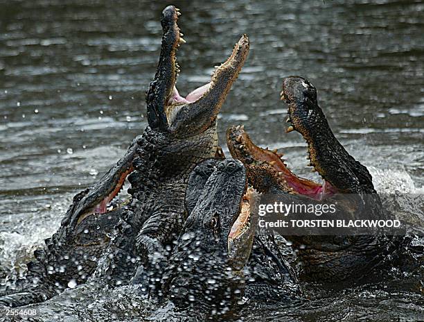 American alligators compete for prime position during a feeding frenzy at the Australian Reptile Park near Sydney, 30 September 2003. The alligators...