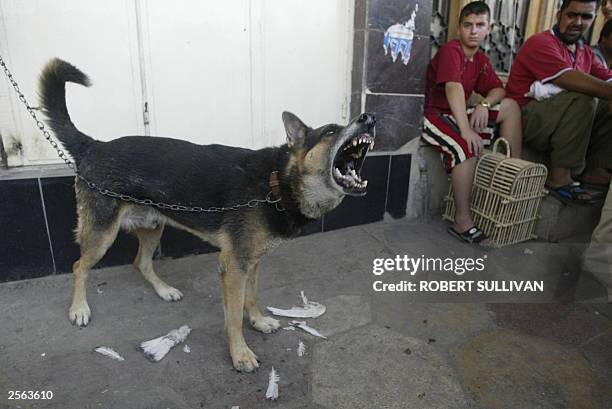 Mongrel dog barks as his owner talks to potential buyers 30 August 2003 in Baghdad. Iraqis are buying guard dogs to protect their families as violent...