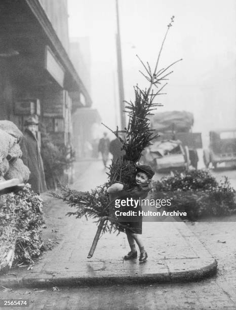 An early arrival at Spitalfields Market, London, puts a youthful shoulder to the task of carrying a Christmas tree home, 14th December 1946.