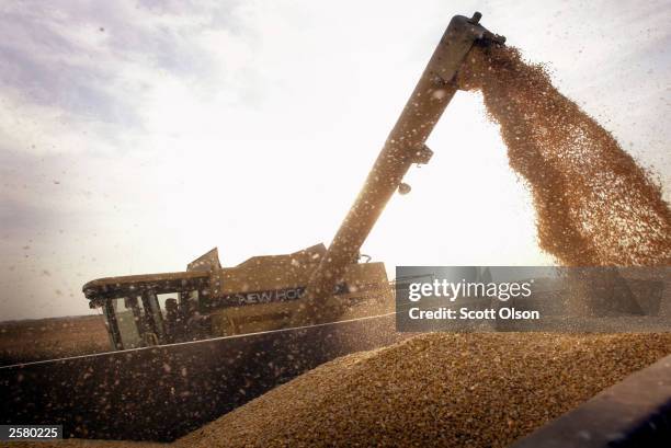 John Shedd loads a container with Bt-corn harvested from his son's farm October 9, 2003 near Rockton, Illinois. Shedd and his son farm 800 acres of...