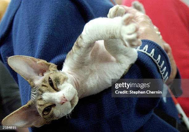 Alien, a 2 1/2 year old Devon Rex cat squirms in her owner''s arms to get a better look a the camera during the CATS! Show October 12, 2003 at...