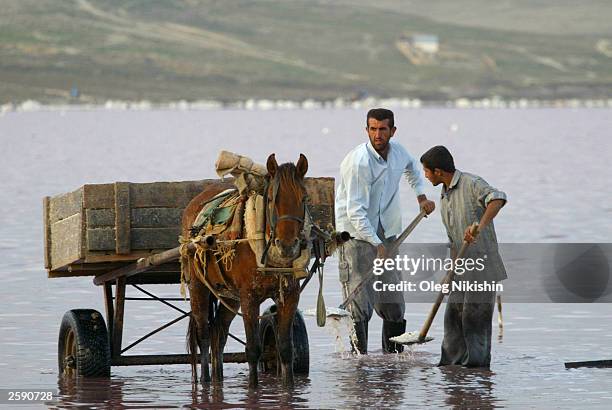 Workers collect food salt on a lake October 14, 2003 near Baku, Azerbaijan. At the end of the summer, water evaporates and a layer of salt is left on...