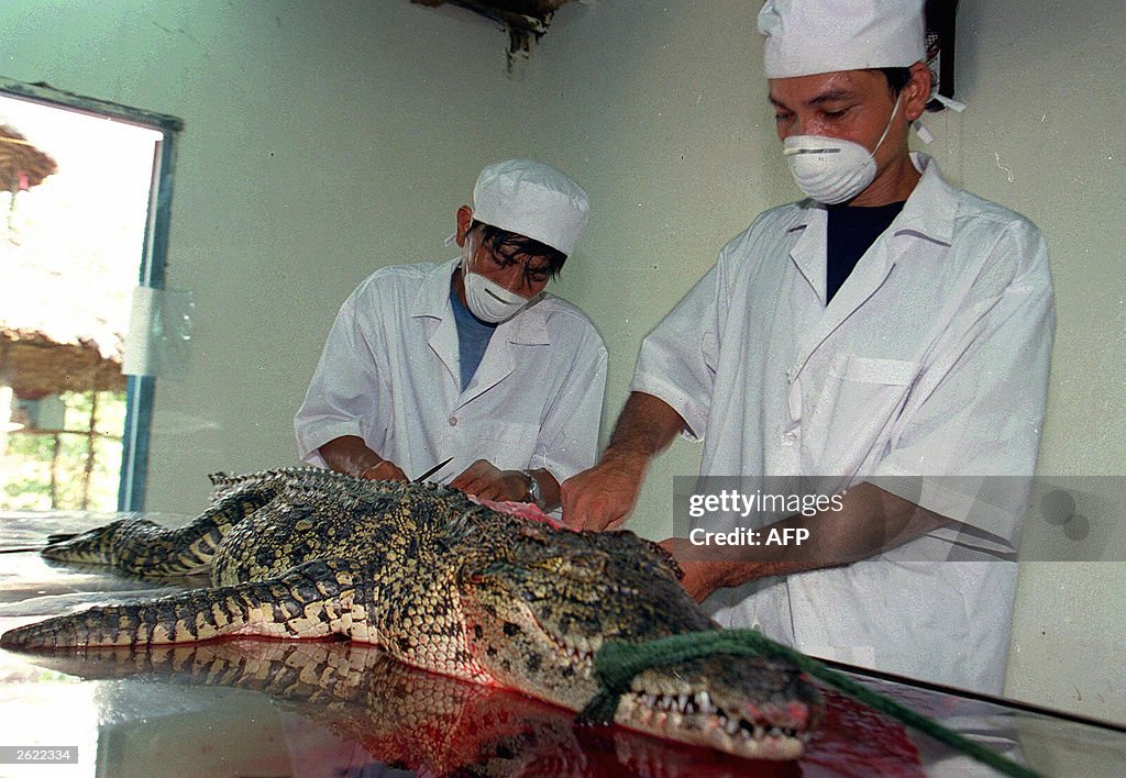 Employees of Ho Chi Minh City's first crocodile restaurant skin a Photo  d'actualité - Getty Images