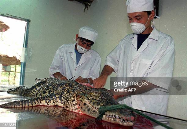 Employees of Ho Chi Minh City's first crocodile restaurant skin a dead 40-kg crocodile 27 September. According to a local report, crocodile farms...