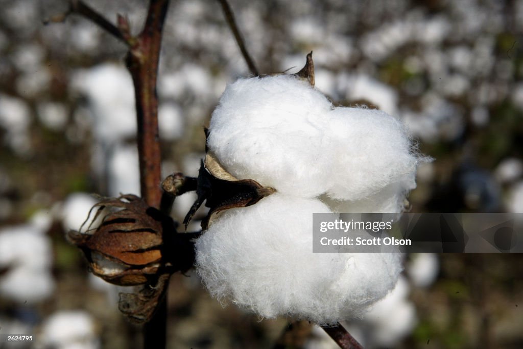 Cotton Harvest