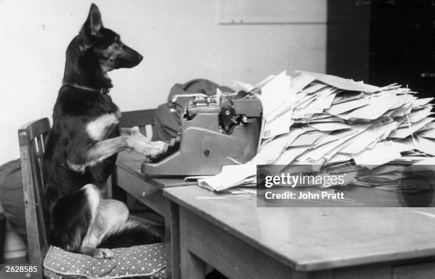 Petra, the Alsatian dog from the B.B.C's children's programme, 'Blue Peter' answering her fan mail.