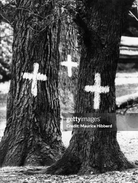 Elm trees in Richmond Park that have unfortunately succumbed to the Dutch Elm Disease are marked with a white cross for felling.