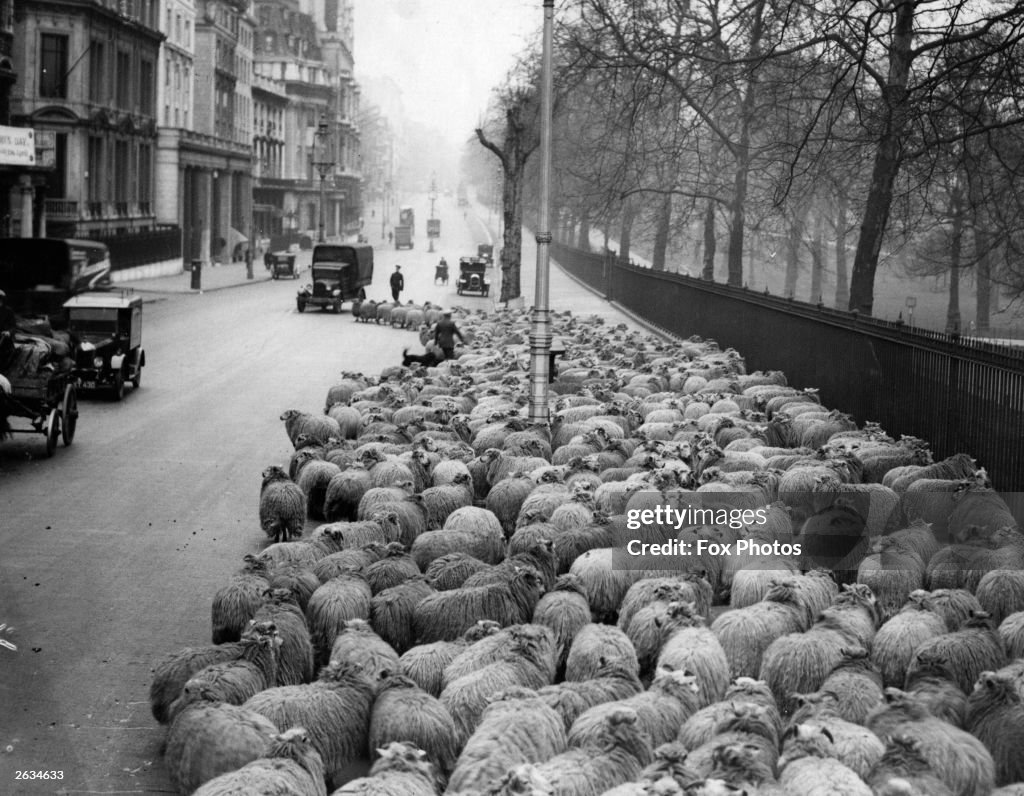 Sheep Traffic