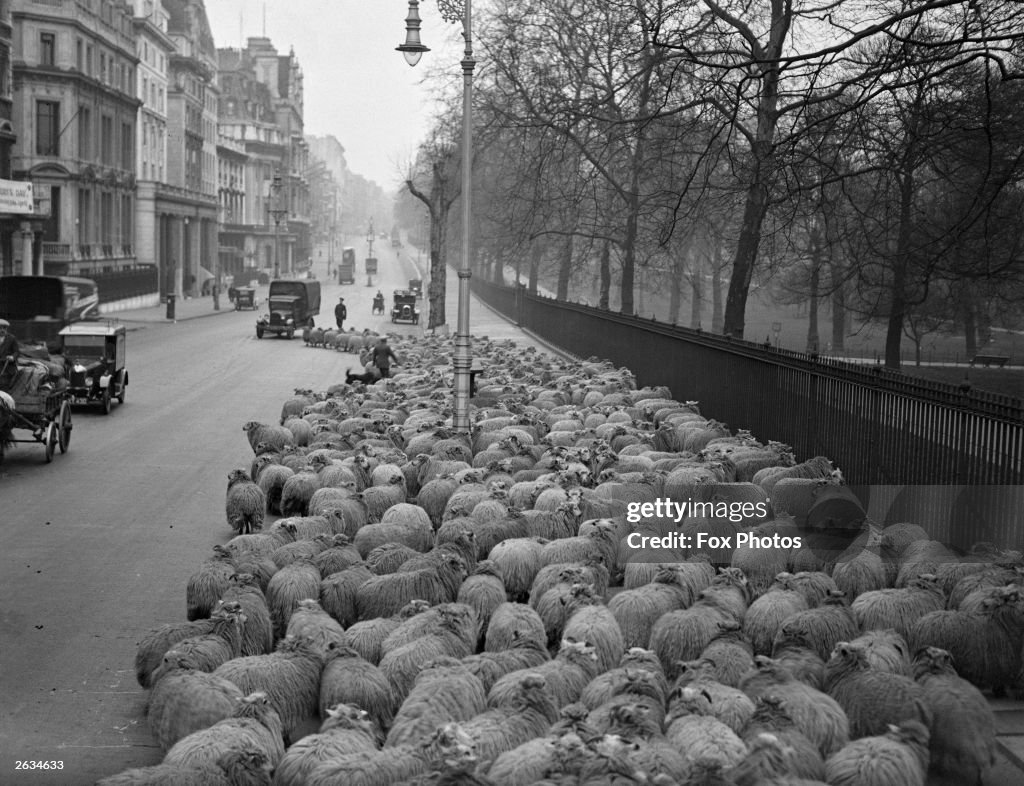 Sheep Traffic