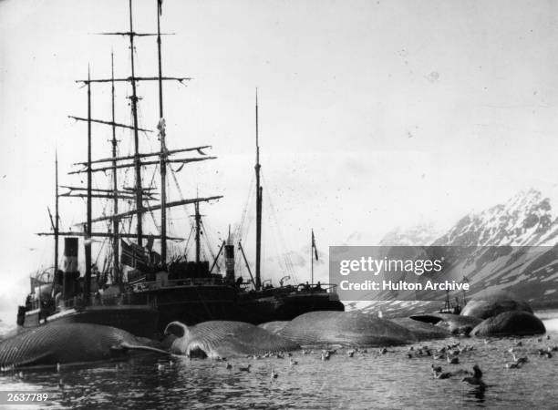 Whaling ship with its sails down in Spitzbergen, surrounded by several whales lying dead in the sea. Original Artwork: Catchpole Collection.