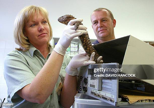 Jacki Salkeld a senior veterinary attendant with Taronga Park Zoo holds a Shingle Backed lizard whilst watched by Craig Quilty a Customs Investigator...