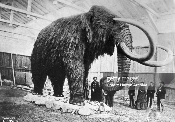 Stuffed mammoth excavated from ice in Siberia is exhibited in St Petersburg Museum, circa 1860.