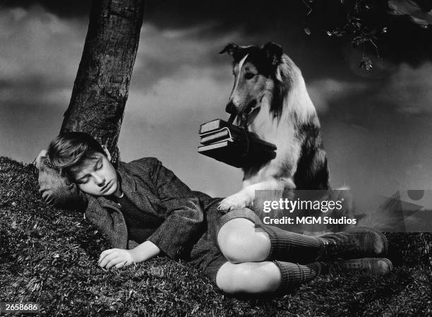 British actor Roddy McDowall 91928 - 1998) lies down under a tree while animal actor Lassie stands gaurd over him holding schoolbooks in her teeth in...