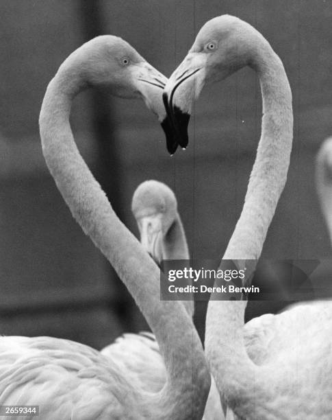 Pair of Rosy flamingoes with their heads together in the shape of heart at Chessington zoo.