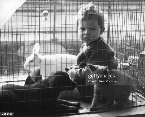 Young boy sitting in a cage of animals which were for sale at his mother's 'Poodle Parlour' in London.