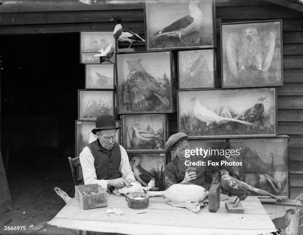 Thomas Sparrow, a 72-year-old bird taxidermist lets his grandson Ted help him with his work, which he keeps in a broken-down shed at Sparrows Lane in...