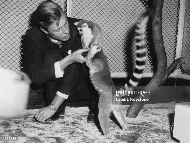 English naturalist and broadcaster Sir David Attenborough with two ring-tailed lemurs during a Christmas lecture at London zoo.