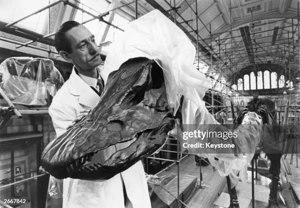 Dinosaur, Diplodocus Carnegii being covered with plastic sheeting in the Hall of Dinosaurs at the Museum of Natural History, London to protect it...