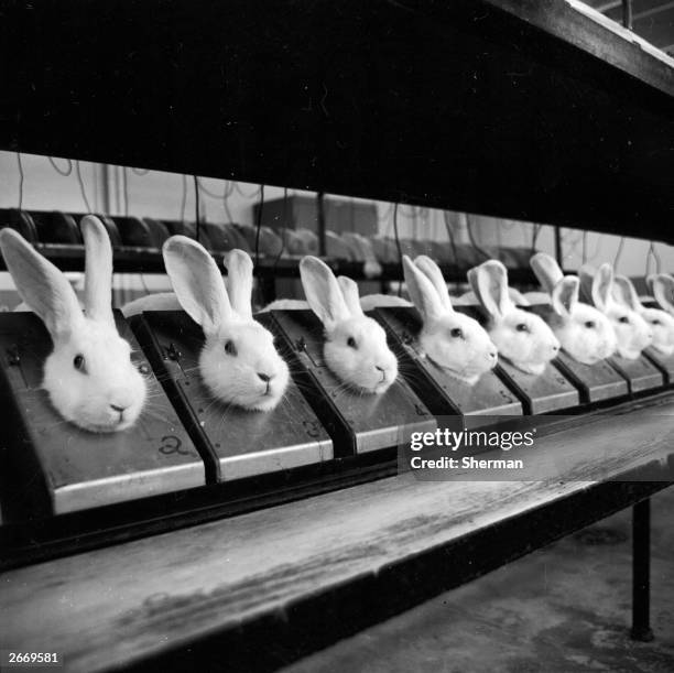 Line of rabbits, their bodies enclosed in metal cases, undergoing a Pyrogen test in a chemical research centre, to determine the drug's suitability...