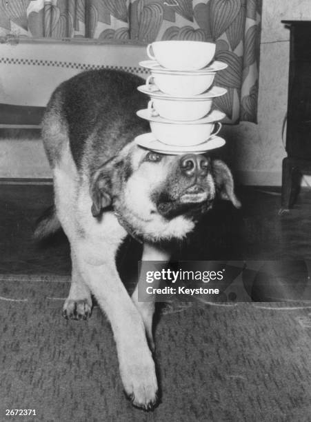 An Alsatian dog balancing four cups and saucers on its head.