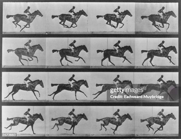 Series of photographs showing a horse galloping. This series of action studies of a horse galloping established that horses do, at one point in this...