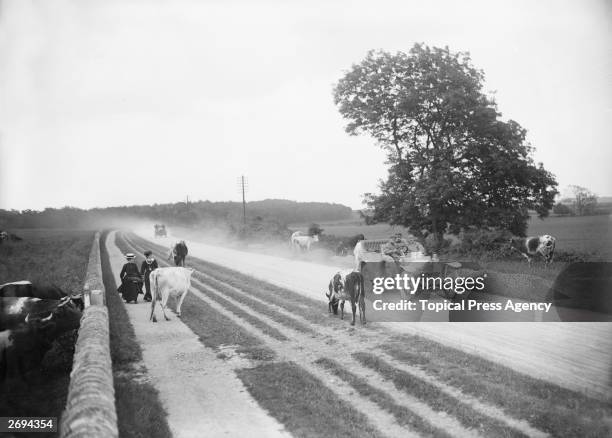 During the reliability trials race between Nottingham and Newcastle, vehicles pass cattle and pedestrians by the roadside on the way into Wetherby,...