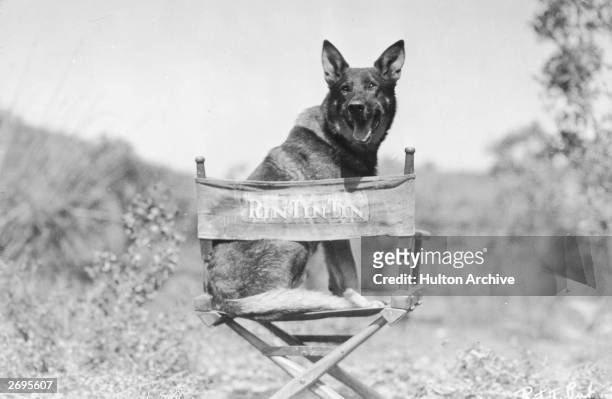 Portrait of the canine actor Rin Tin Tin, a German Shepherd, sitting outdoors in a personalized canvas chair, Hollywood, California.