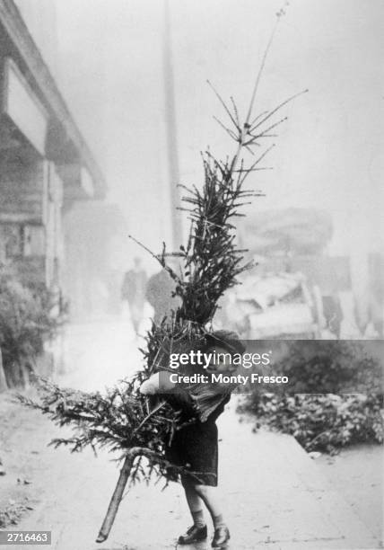 An early arrival at Spitalfields Market, London, puts a youthful shoulder to the task of carrying a Christmas tree home.