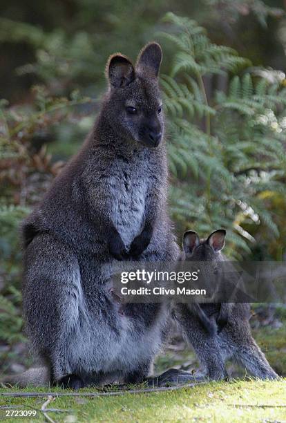 Wallabies at Cockle Creek at the overnight camp during The Cadbury Schweppes Mark Webber Challenge November 13, 2003 in Tasmania, Australia.