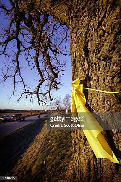 Yellow ribbon hangs from a tree near the home of Chet Borowski November 19, 2003 in rural Sharon, Wisconsin. Borowski put the ribbon on the tree to...