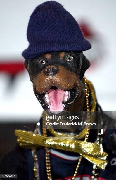 Insult the Comic Dog poses in the pressroom during Comedy Central's First Ever Awards Show "The Commies" at Sony Pictures Studios in Culver City,...