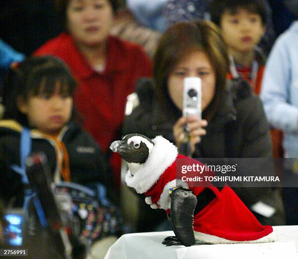 Visitor takes a picture using her mobile phone of the Santa Claus-costumed cape penguin named "Ikepen" stages his Christmas performance at the...