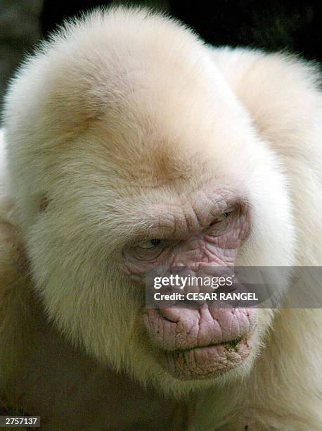 This file poto dated 14 September 2003 shows 40-year-old Copo de Nieve , the only albino gorilla in the Barcelona zoo, Spain. Snowflake died 24...