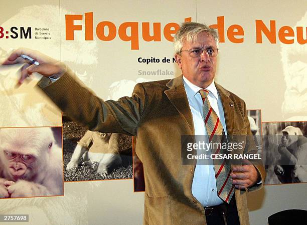 The Mayor of Barcelona Joan Clos shows a portrait of Copo de Nieve , believed to be the only albino gorilla in captivity, during a press conference...