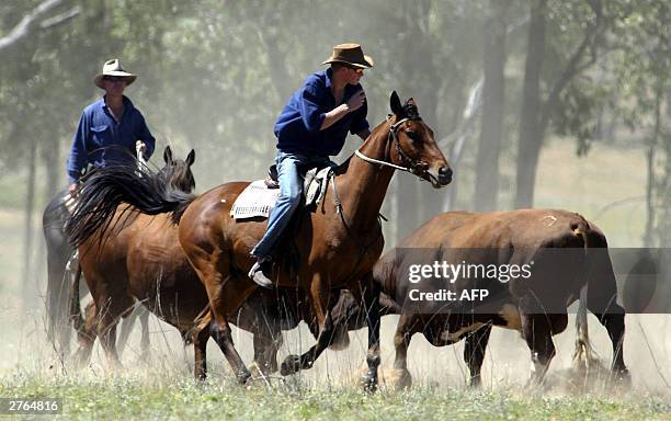 Mustering Jacket Cattle Mustering Australia Photos and Premium High Res Pictures - Getty ...