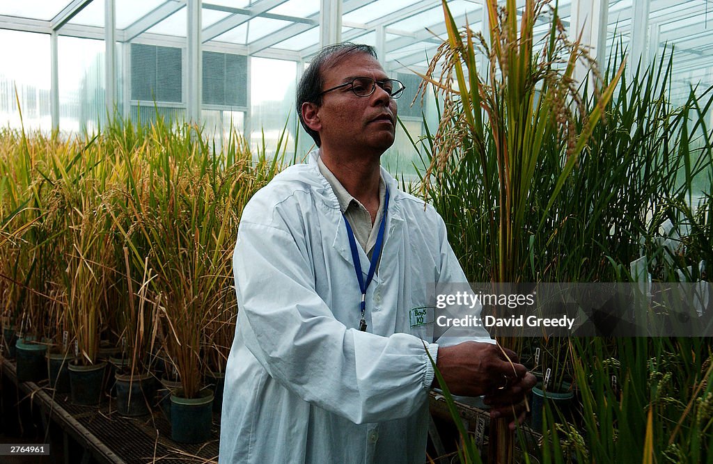 Bio Tech Lab Produces GM Rice In The Philippines