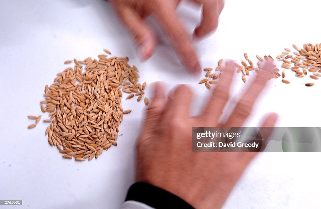 10ogm Rice Photo Example A worker at the International Rice Research Institute sorts good ...