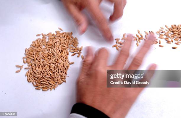 Food Rice Lab A worker at the International Rice Research Institute sorts good ...