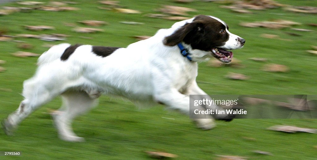 PDSA Dickin Medal Presented To British Army Dog Buster