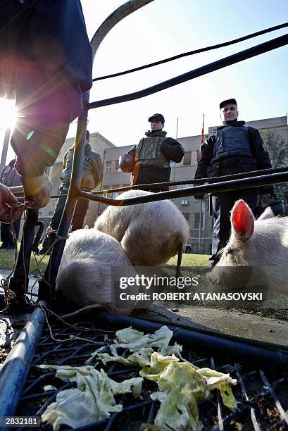 Protester ties pigs to a police fence in front of the Macedonian Parliament building, as part of a demonstration by angry farmers, 26 December 2003...