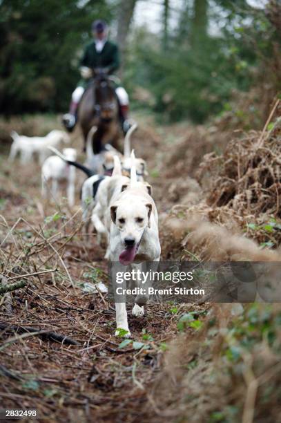 the beaufort hunt, gloucestershire - boxing day tradition stock pictures, royalty-free photos & images