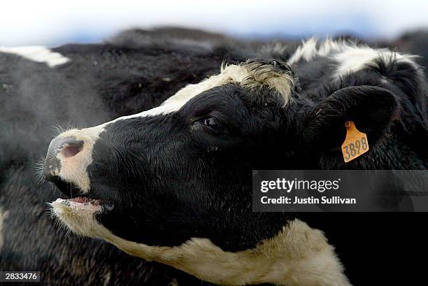 Cow is seen at the Sunny Dene Ranch December 27 in Mabton, Washington. The farm has been quarantined by the U.S.D.A after it determined that a cow...